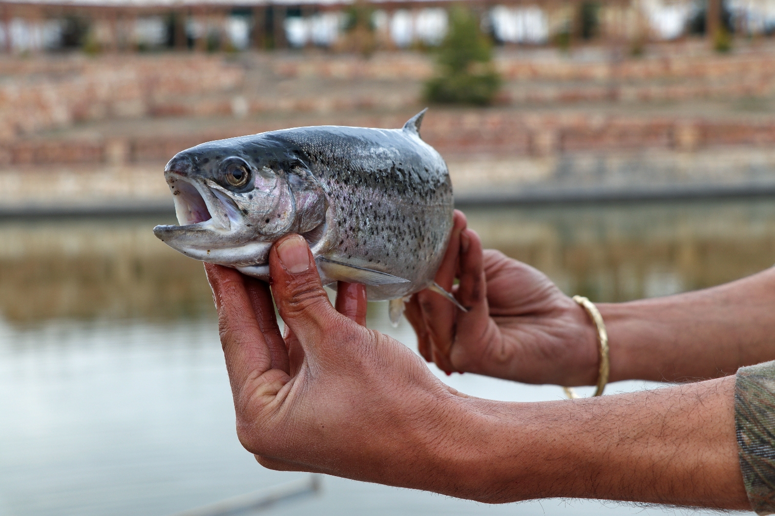 صید ماهی قزل آلا